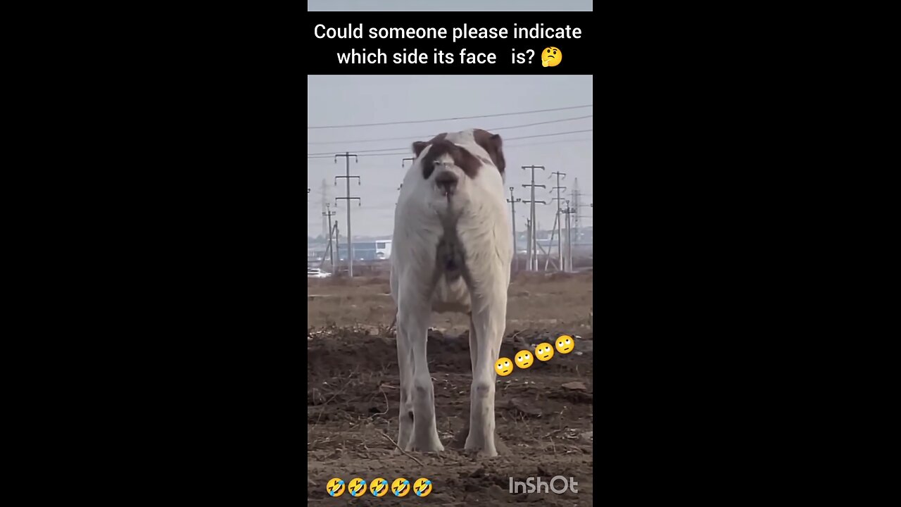 😂😂🤔