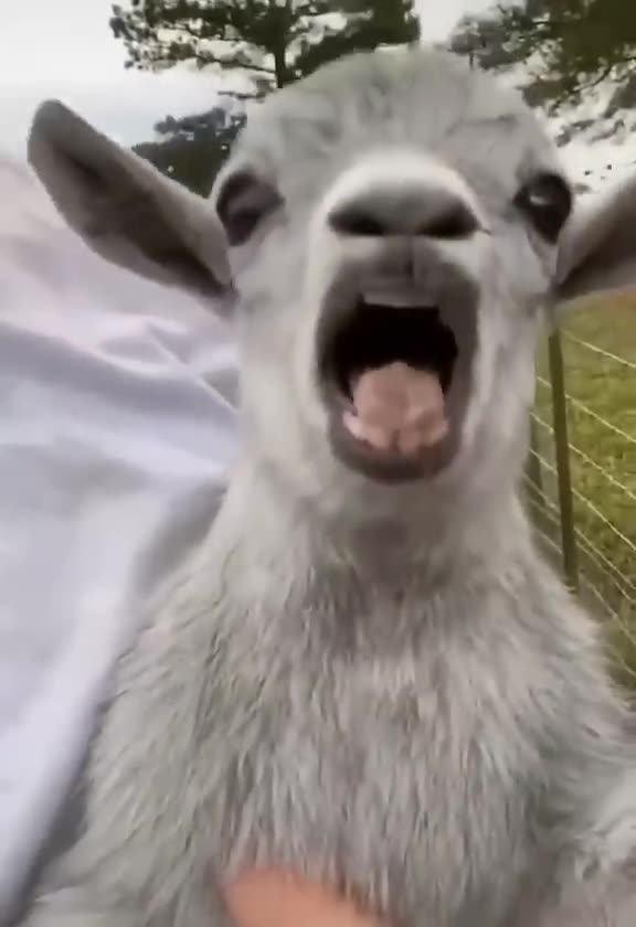 funny animals video 2021