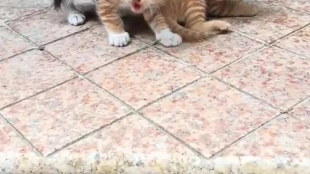 sister kitty protecting her little brother