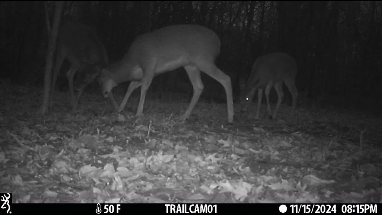 Deer Playing With Each Other