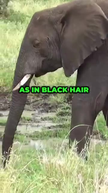 Christ looked like a European - Proof 15