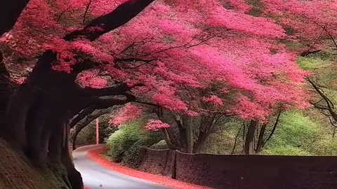 THE BEAUTY OF SAKURA