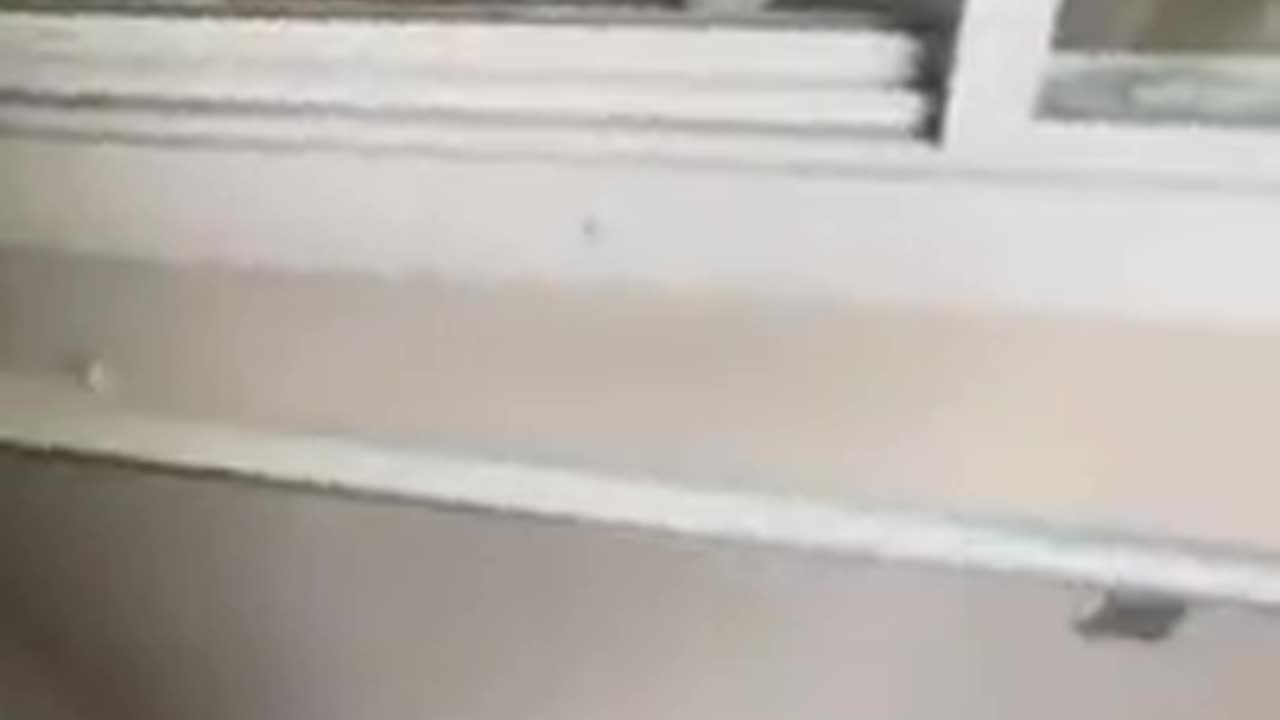 Funny Videos