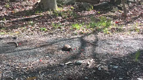 R13 Nature - 042824 - Tried To Feed A Turtle Strawberries