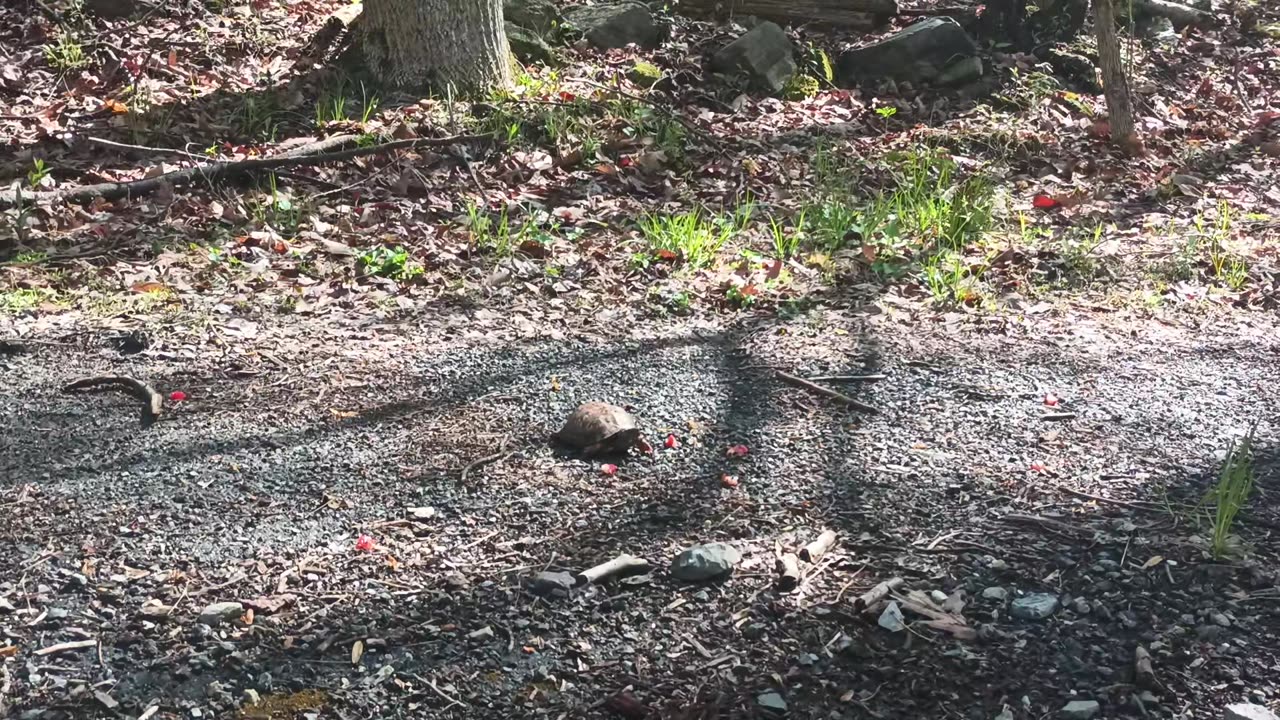 R13 Nature - 042824 - Tried To Feed A Turtle Strawberries