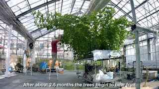 Awesome Hanging Hydroponic Melon Greenhouse - Japan Agriculture Technology - Hanging Melon Harvest