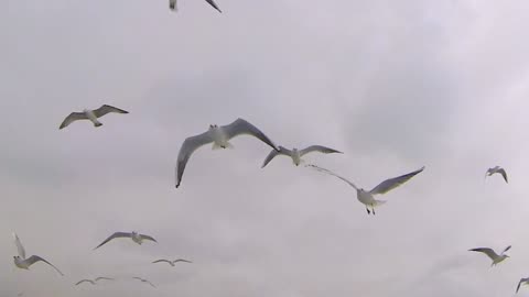 A Flock Of Seagulls Flying Over A Body Of Water