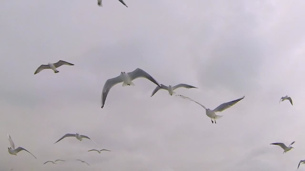 A Flock Of Seagulls Flying Over A Body Of Water