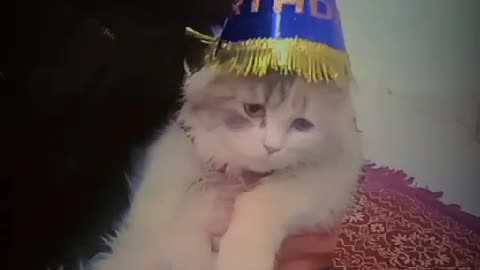 Celebrating cat Birthday