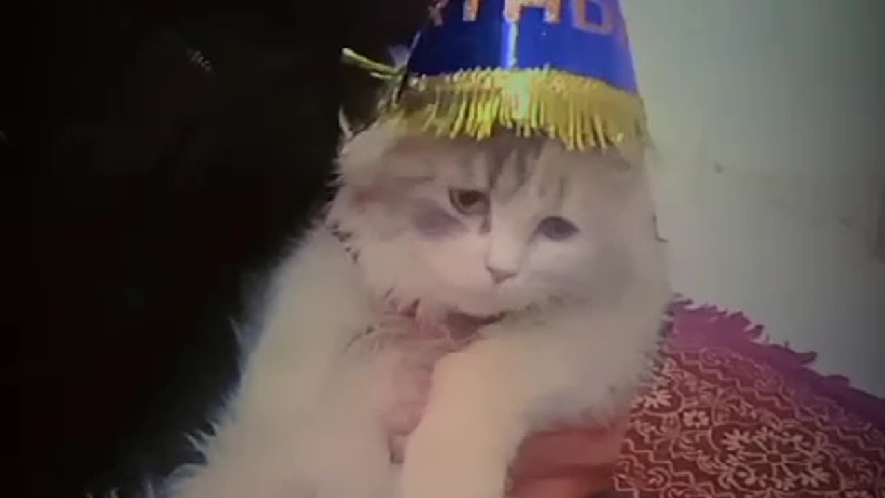 Celebrating cat Birthday