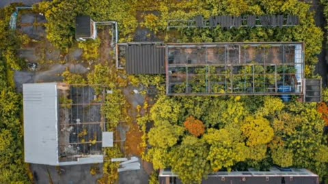 Why Do We Have Urban Farming? Greening Our Cities