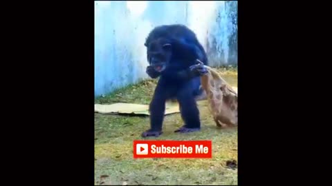 Try not to laugh with these funny animal videos 🤣