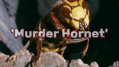 Giant Asian Hornet the World’s Most Terrifying Insect!