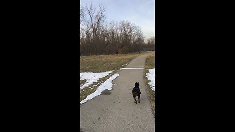 6 month old 2, saw a few deer run off into the woods