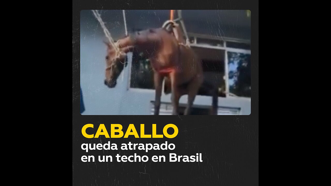 Rescatan a un caballo atrapado en un techo en Brasil