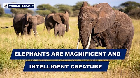 Elephants are magnificent and intelligent creatures | World Beauty | Elephants