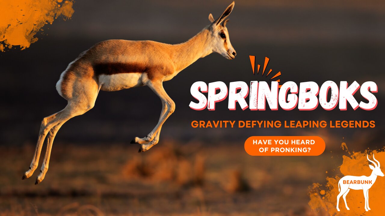 Springboks: Gravity-Defying Leaping Legends 🦌