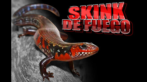 SKINK de FUEGO: El DRAGÓN AFRICANO Más Colorido del Mundo