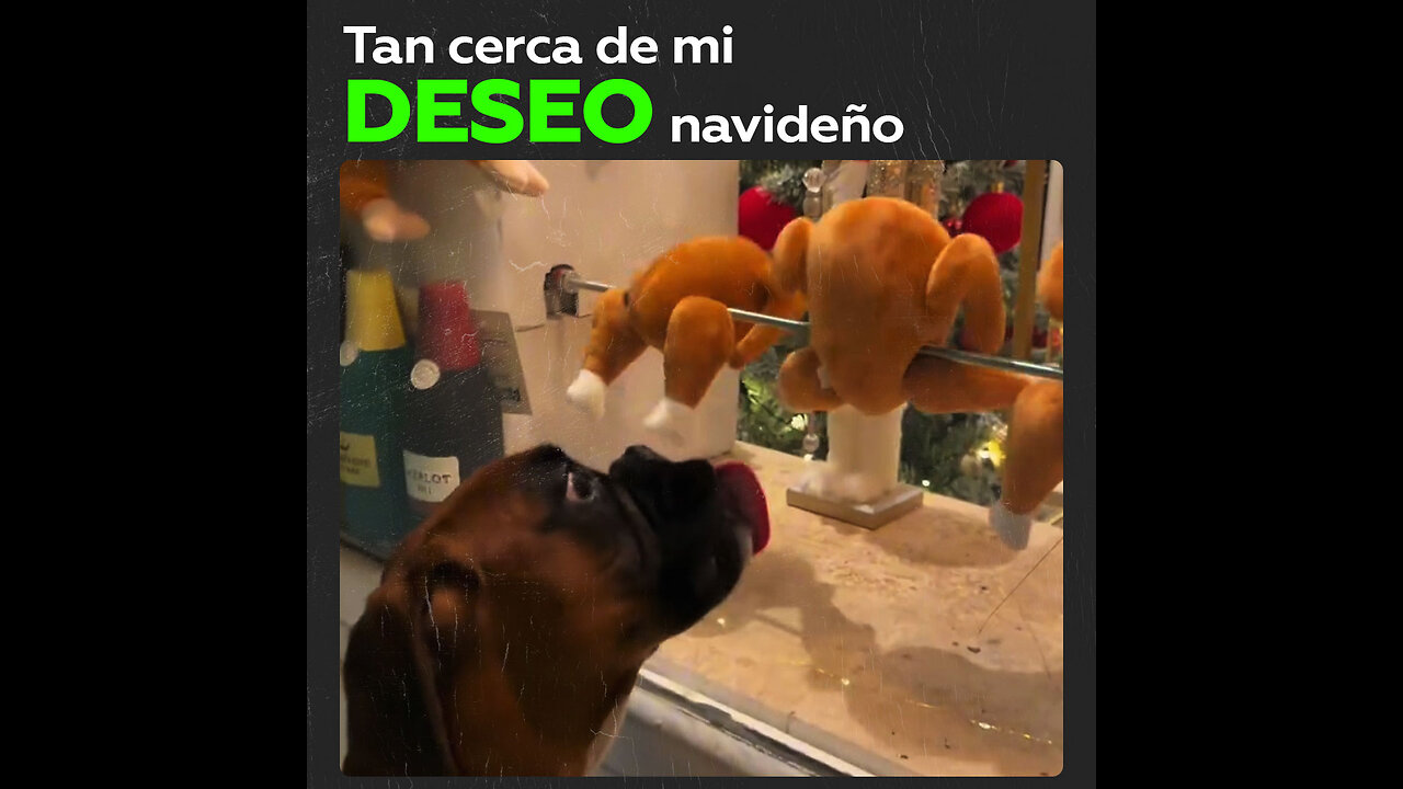 Una adorable mascota saborea su deseo de Navidad