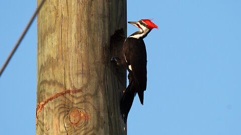 A Happy Pileated Woodpecker