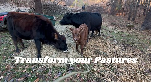 Heal Your Pastures and Save Money Utilizing The Power of Hay and Animals