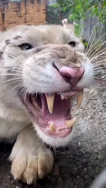 love wildlife supercat Tiny Tiger Cub Tries To Roar