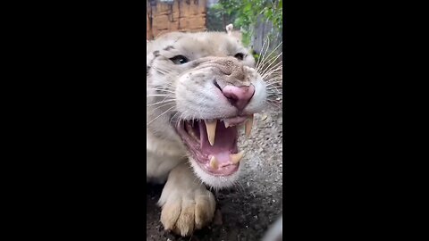 love wildlife supercat Tiny Tiger Cub Tries To Roar
