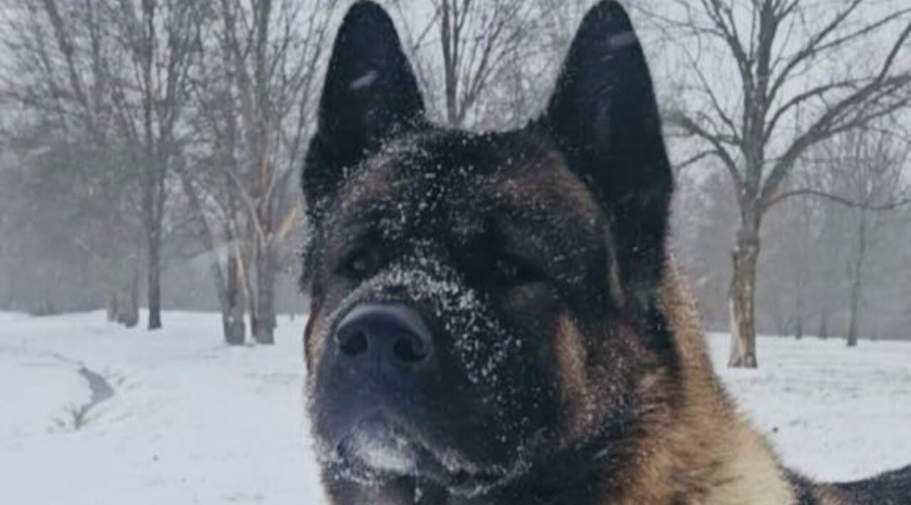 King of Winter! 1st Snow of the year brings American Akita out of hibernation!