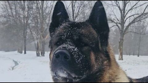 King of Winter! 1st Snow of the year brings American Akita out of hibernation!
