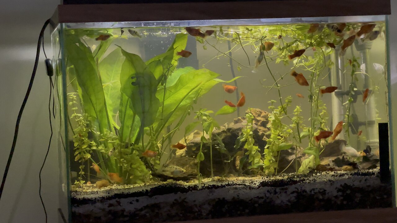 Night Fish Swim