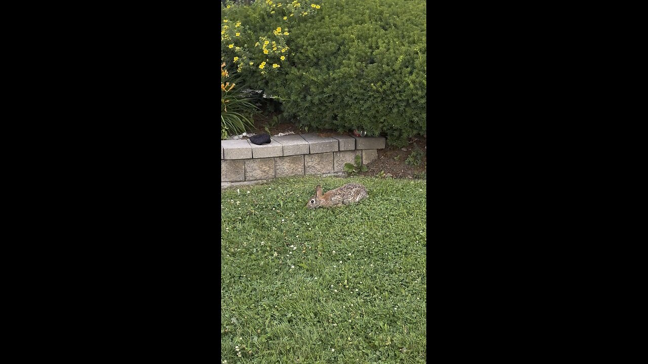 Found a Cute Bunny