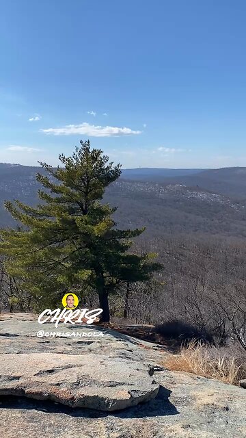 CAN YOU SMELL THE PINE SCENT?