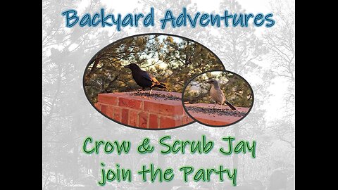 Crow and Scrub Jay join the Party