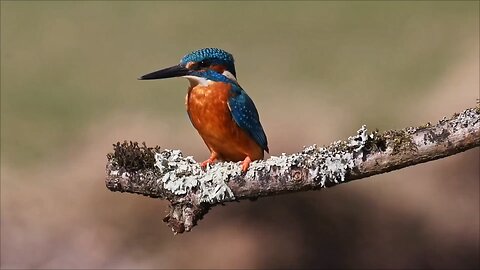 Fish Video || Fishing hunting || Nature video