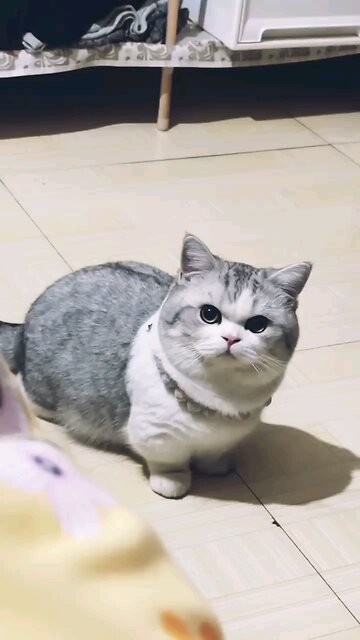 #Cat tries to revive his friend Kitty Sees Neighbor Cat Nemesis At Front Door Meows The House Down