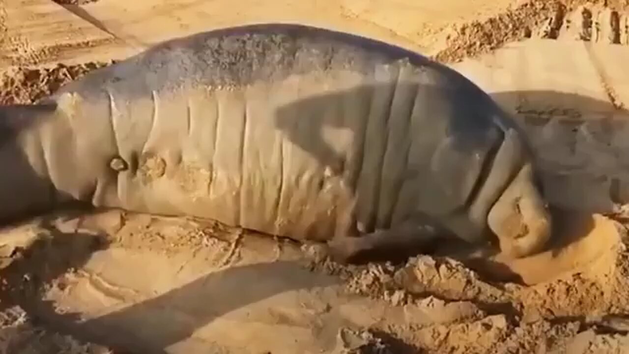 Stranded_Manatee_Rescued_by_Bulldozer😱