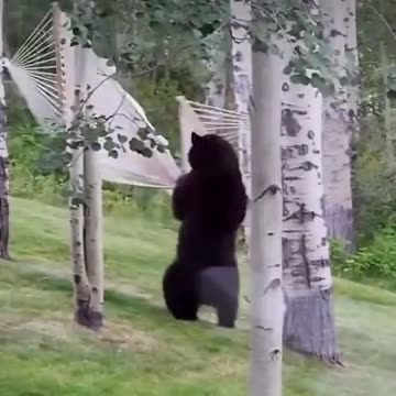 Bear throws tantrum after not being able to get into the hammock 😻