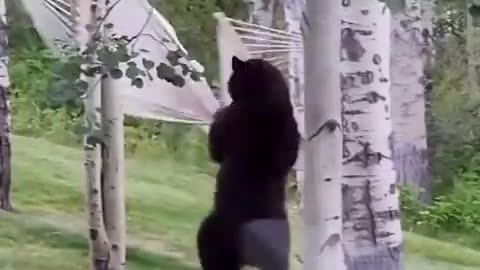 Bear throws tantrum after not being able to get into the hammock 😻