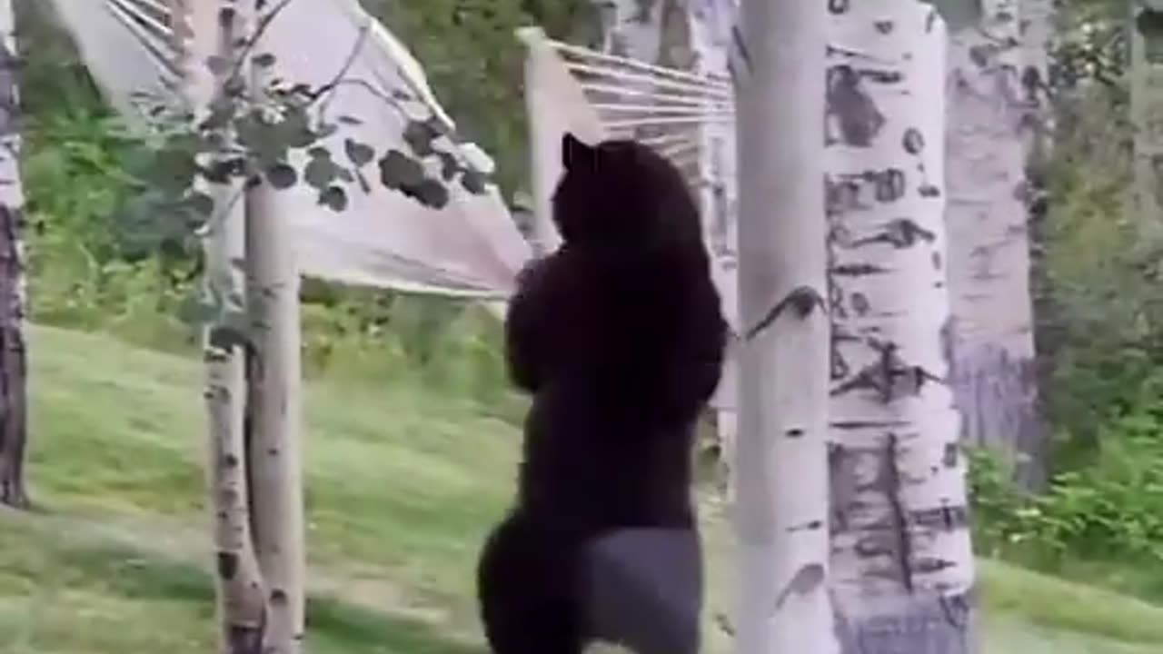 Bear throws tantrum after not being able to get into the hammock 😻