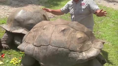 Got to visit my friends over at Sam's place and see these amazing HUGE Tortoises