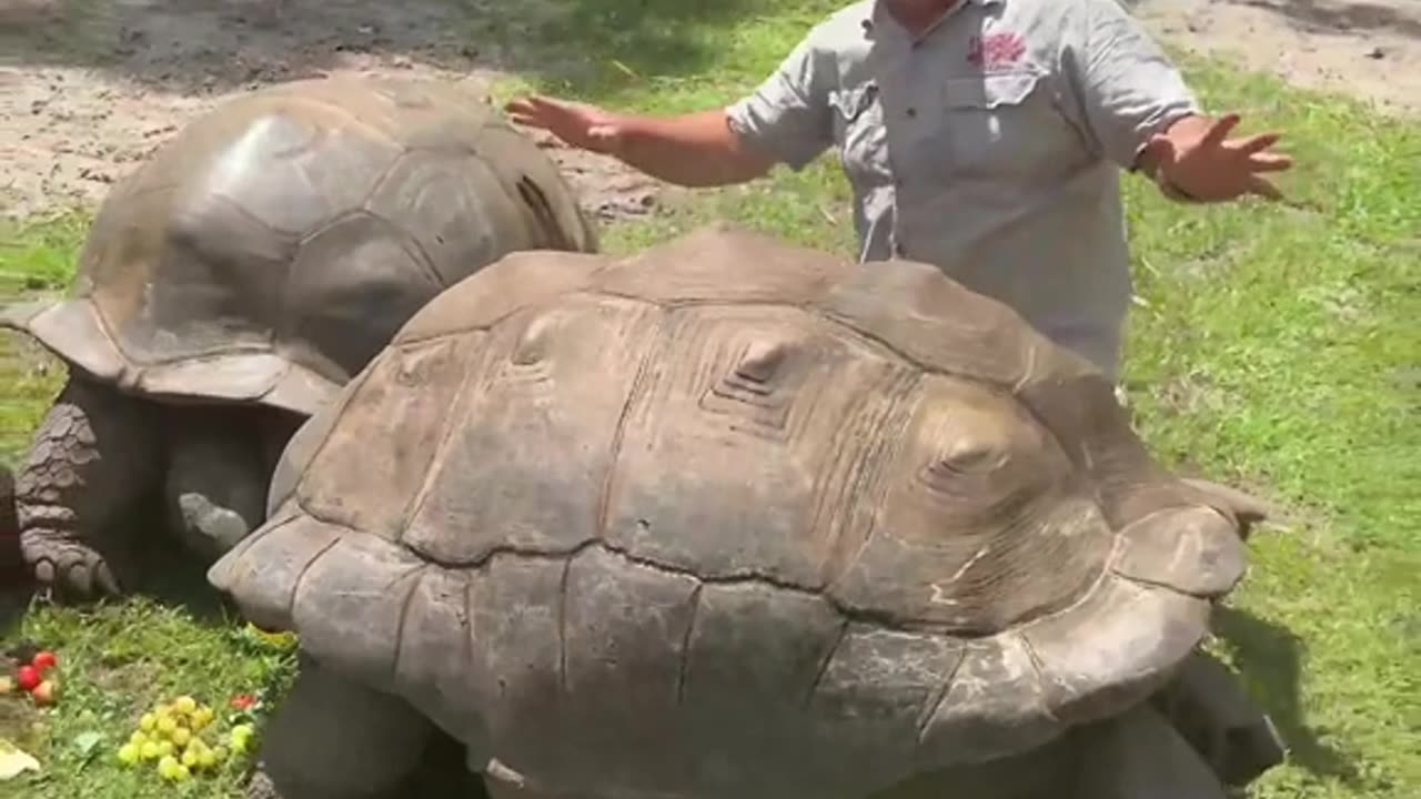 Got to visit my friends over at Sam's place and see these amazing HUGE Tortoises