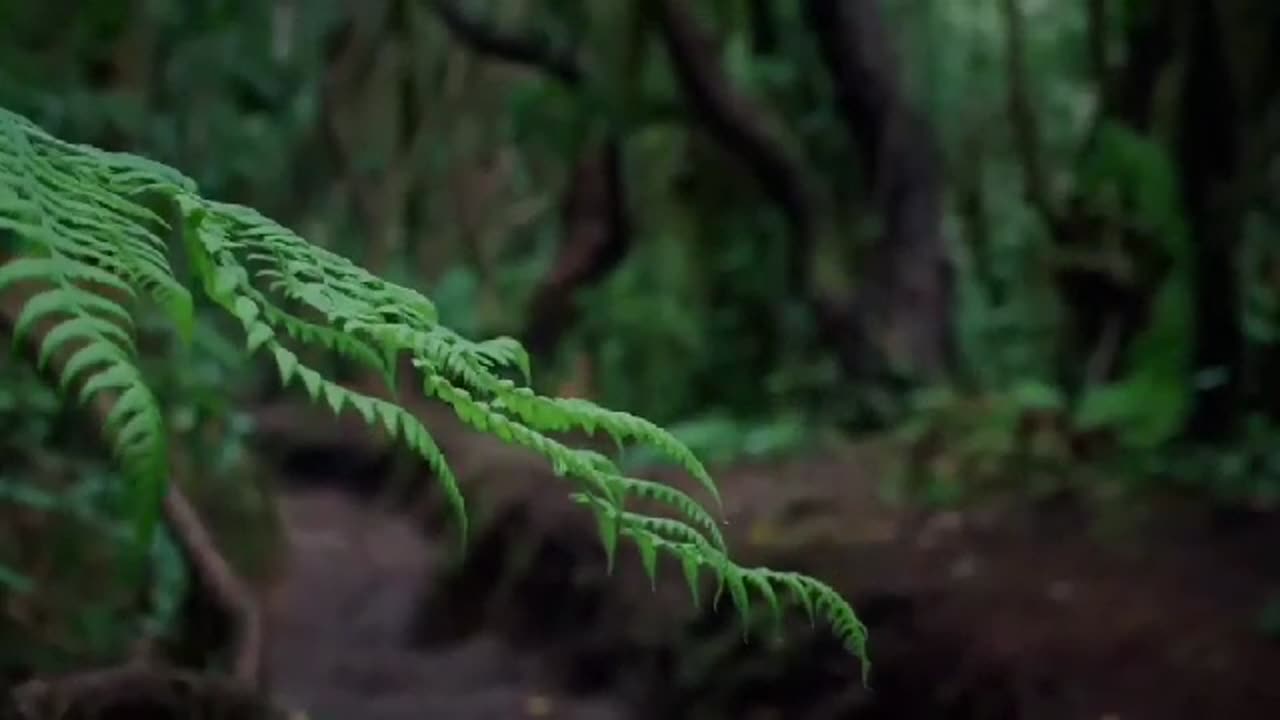 The Terrifying Forest - A Shocking Story!
