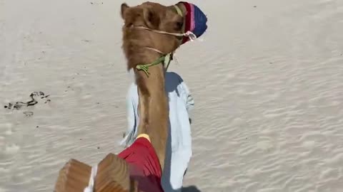 Public transport in Qatar (FIFA World Cup 2022)