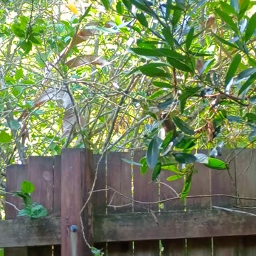 29.12.2024 Sounds of Kuranda