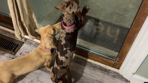 Pup Gets Late Night Munchies Like A Moth To A Flame