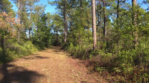 Hiking Sunnyhill West Tract in Central Florida Video 2