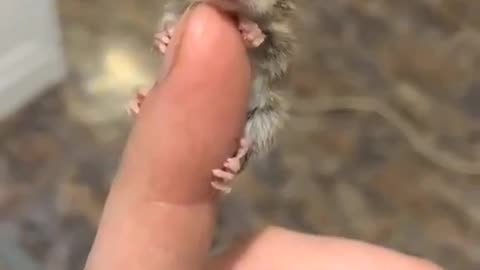 Pygmy Possum