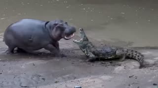 Nile crocodile trying to scare a Hippo