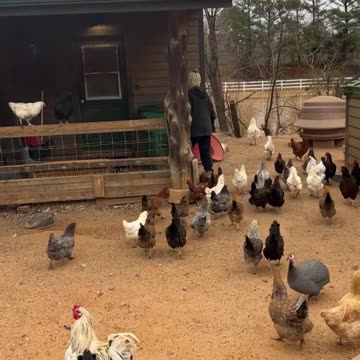 Chickens Love Her