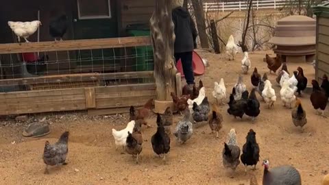 Chickens Love Her